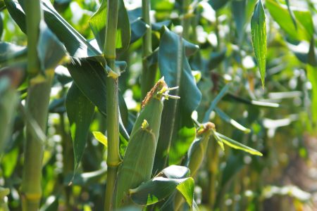 corn-sample