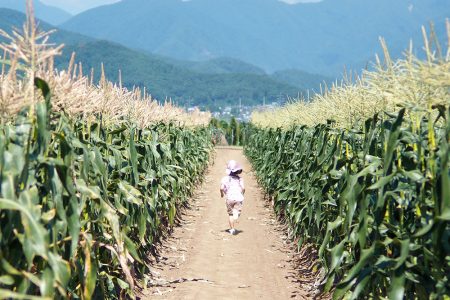 corn-sample04