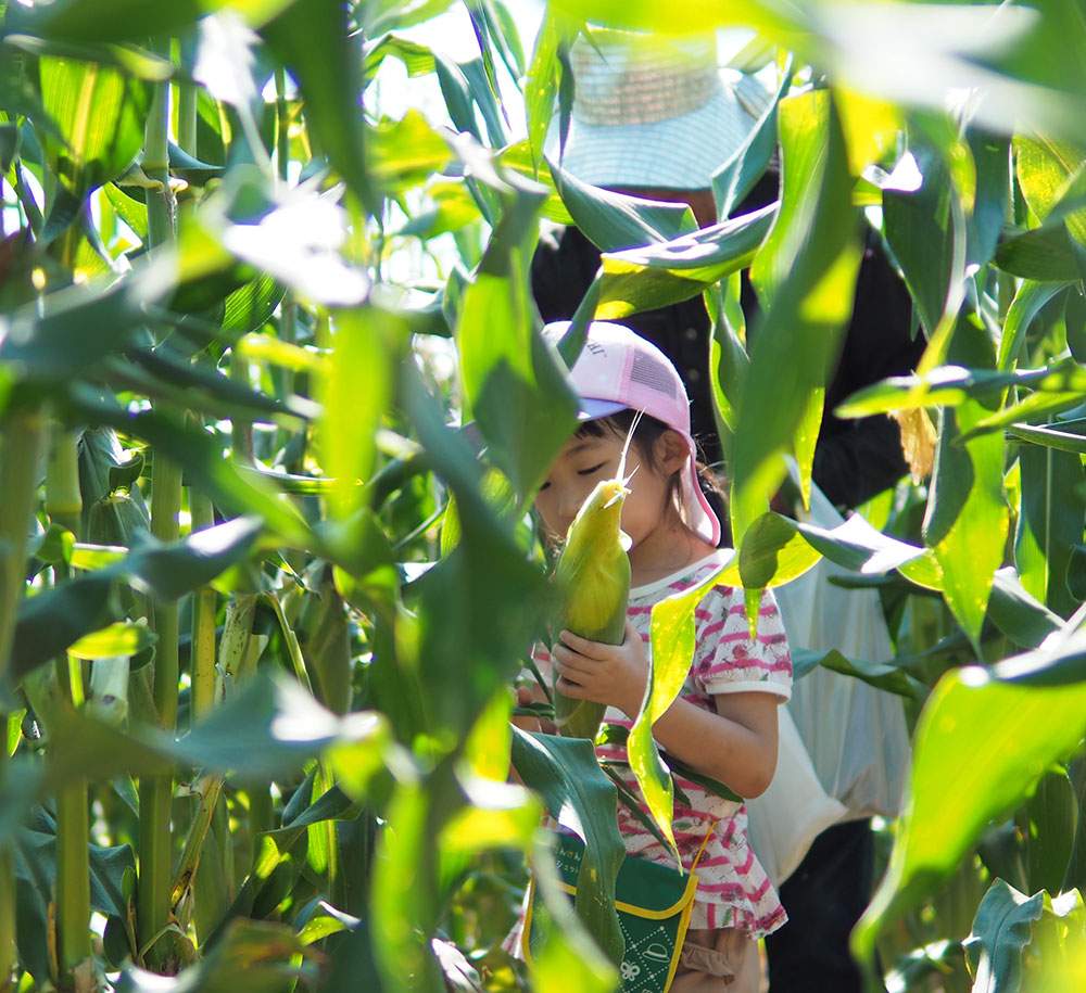 corn-sample02