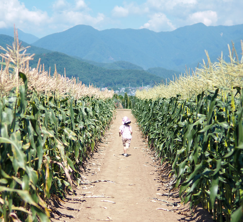 corn-sample04
