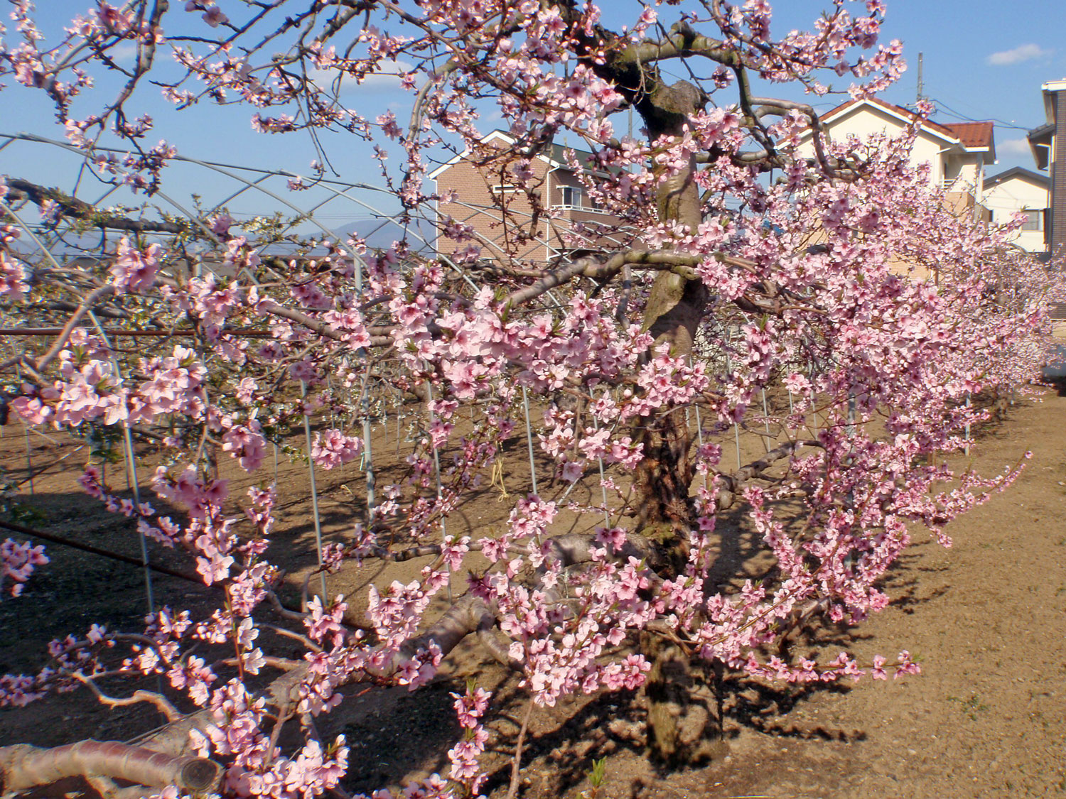 cherry-b01